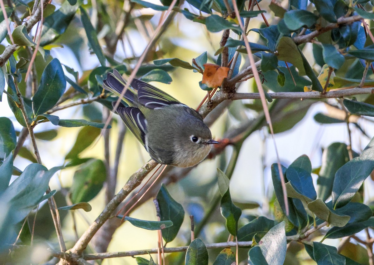 Ruby-crowned Kinglet - ML645516085