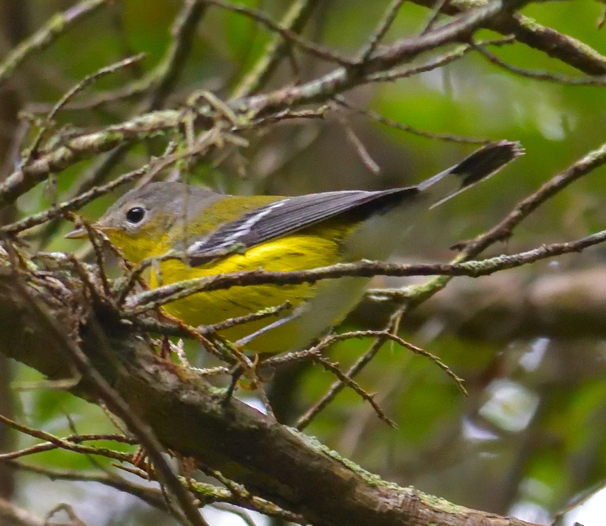 Magnolia Warbler - ML645516086