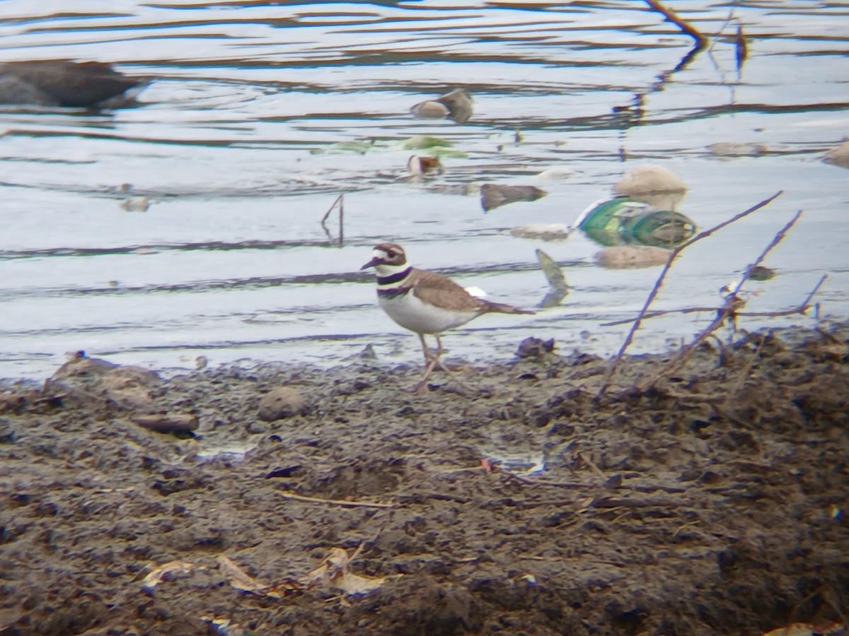 Killdeer - ML645516090