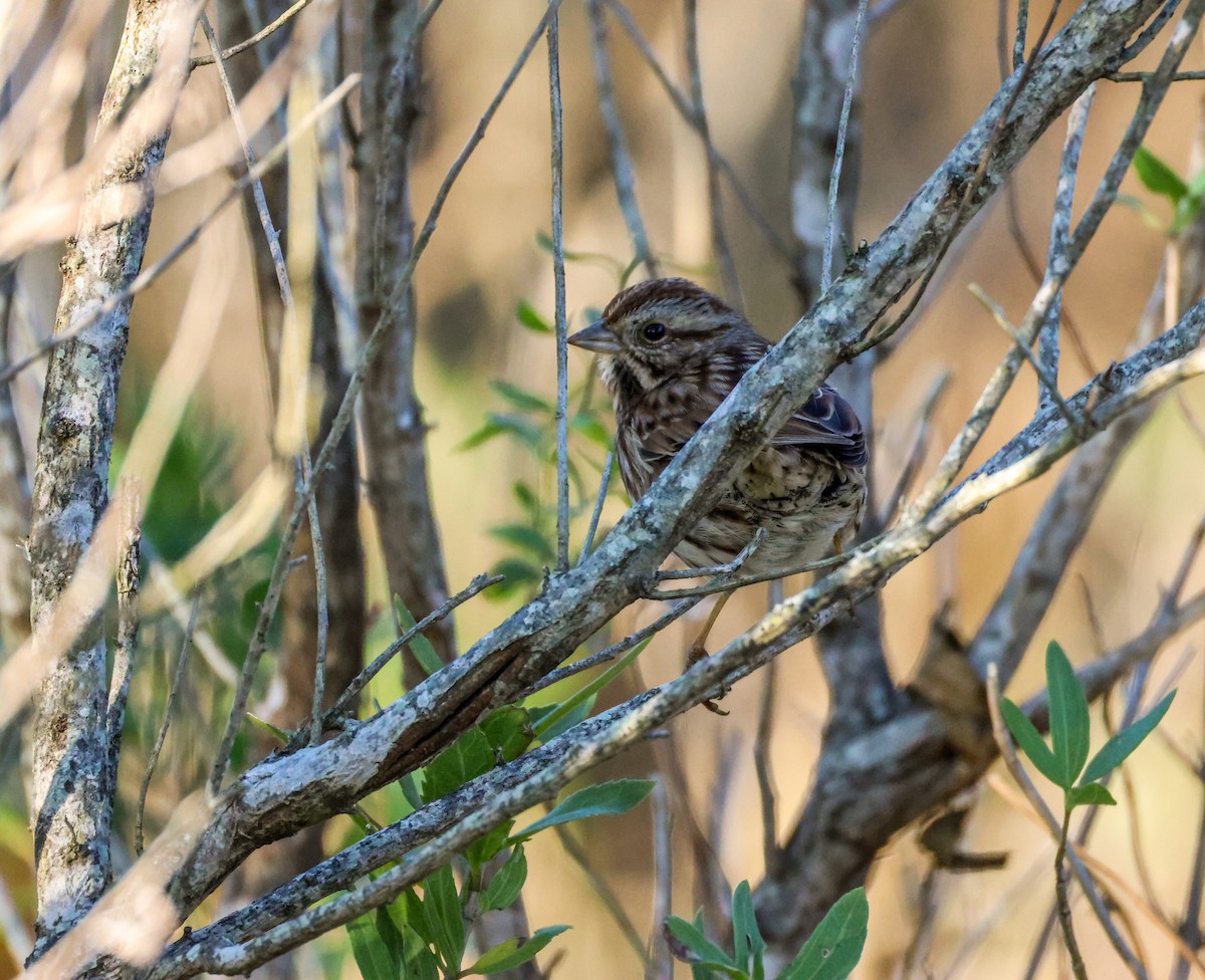 Song Sparrow - ML645516091