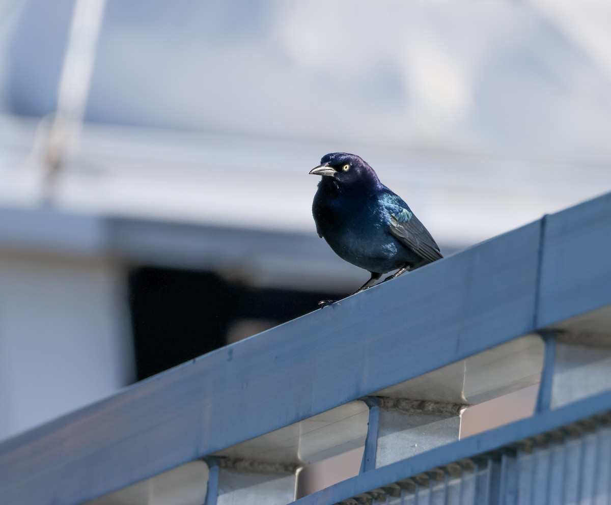 Boat-tailed Grackle - ML645516099