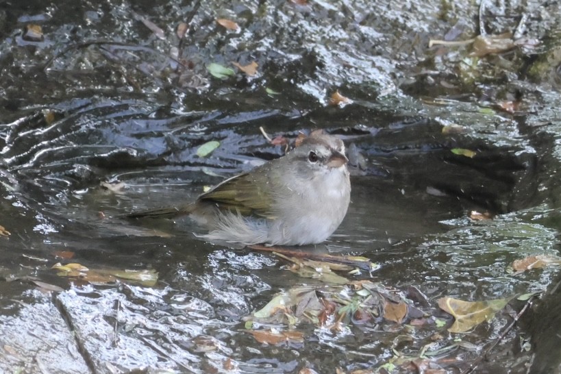 Olive Sparrow - ML645516111