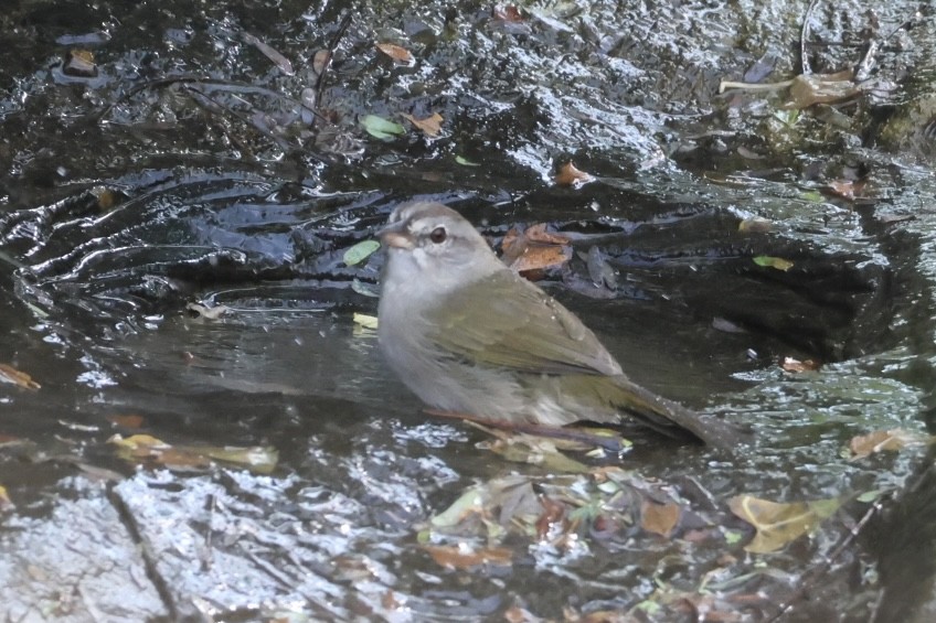 Olive Sparrow - ML645516112