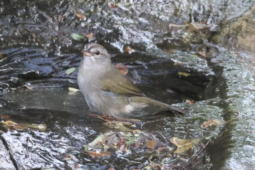 Olive Sparrow - ML645516113