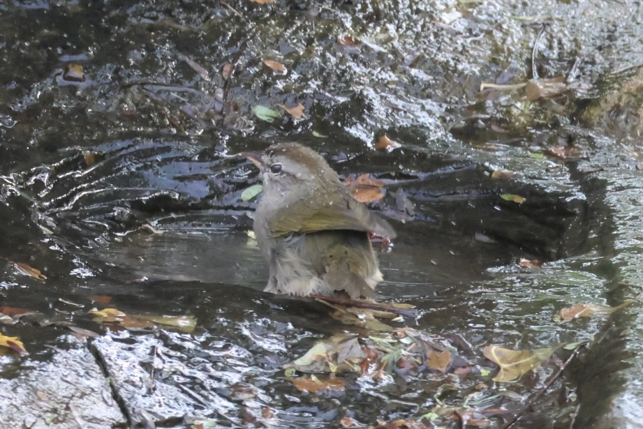 Olive Sparrow - ML645516114