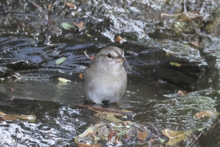 Olive Sparrow - ML645516115