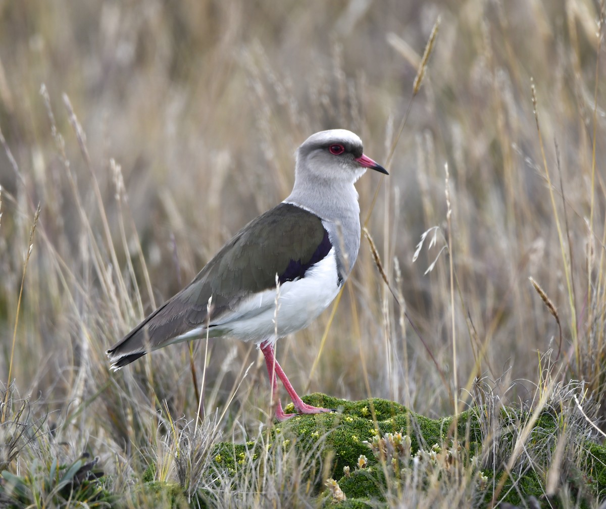 čejka andská - ML645516121