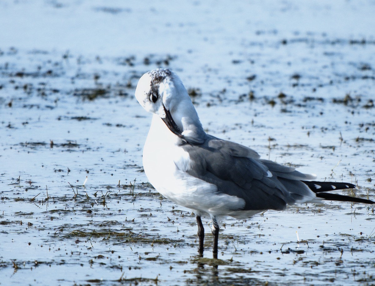 Gabbiano sghignazzante - ML645516125