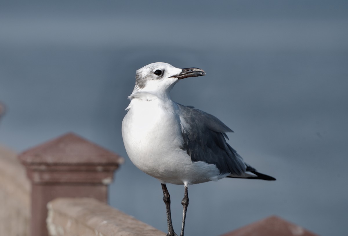 Gabbiano sghignazzante - ML645516126