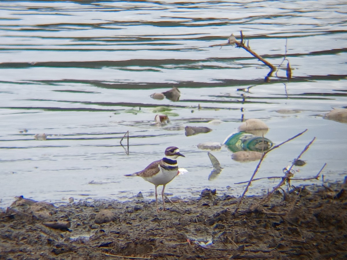 Killdeer - ML645516141