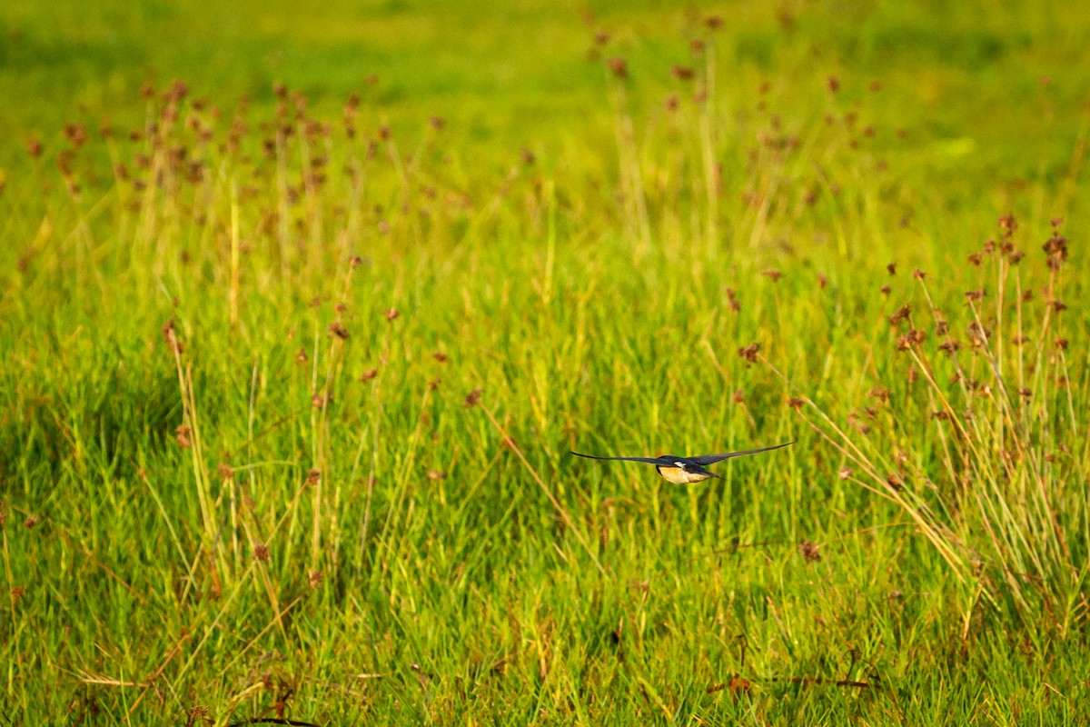 vlaštovka obecná - ML645516142