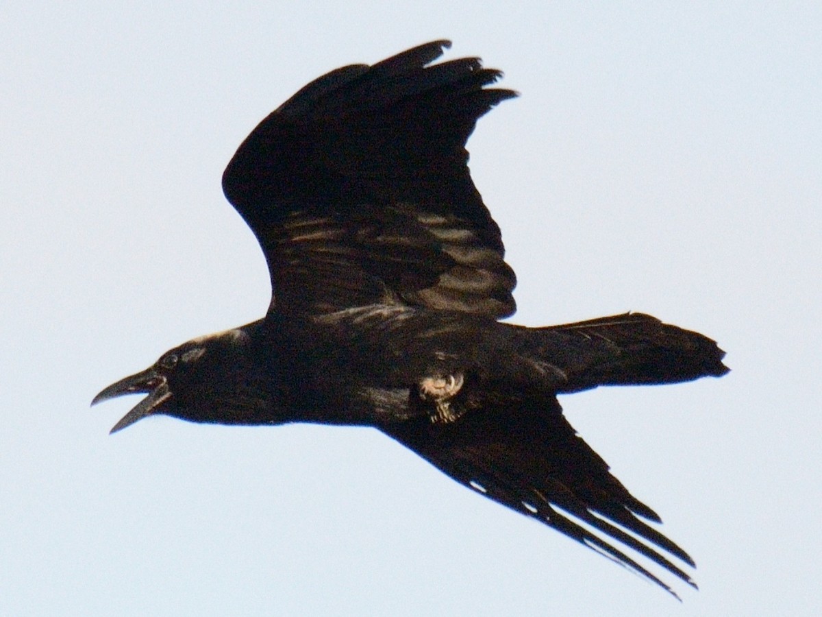 krkavec velký - ML645516146