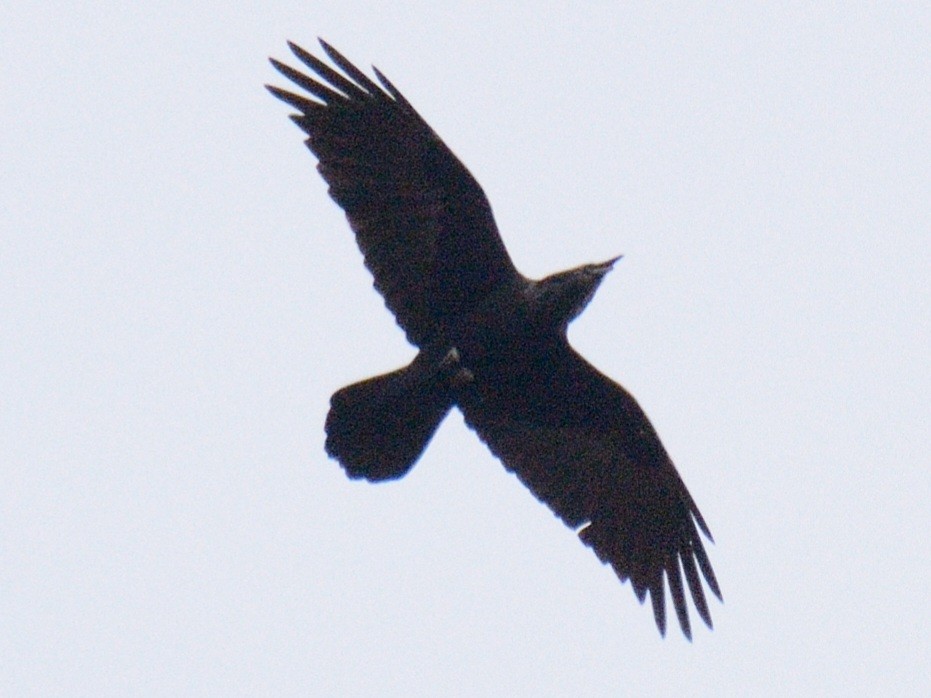 krkavec velký - ML645516148