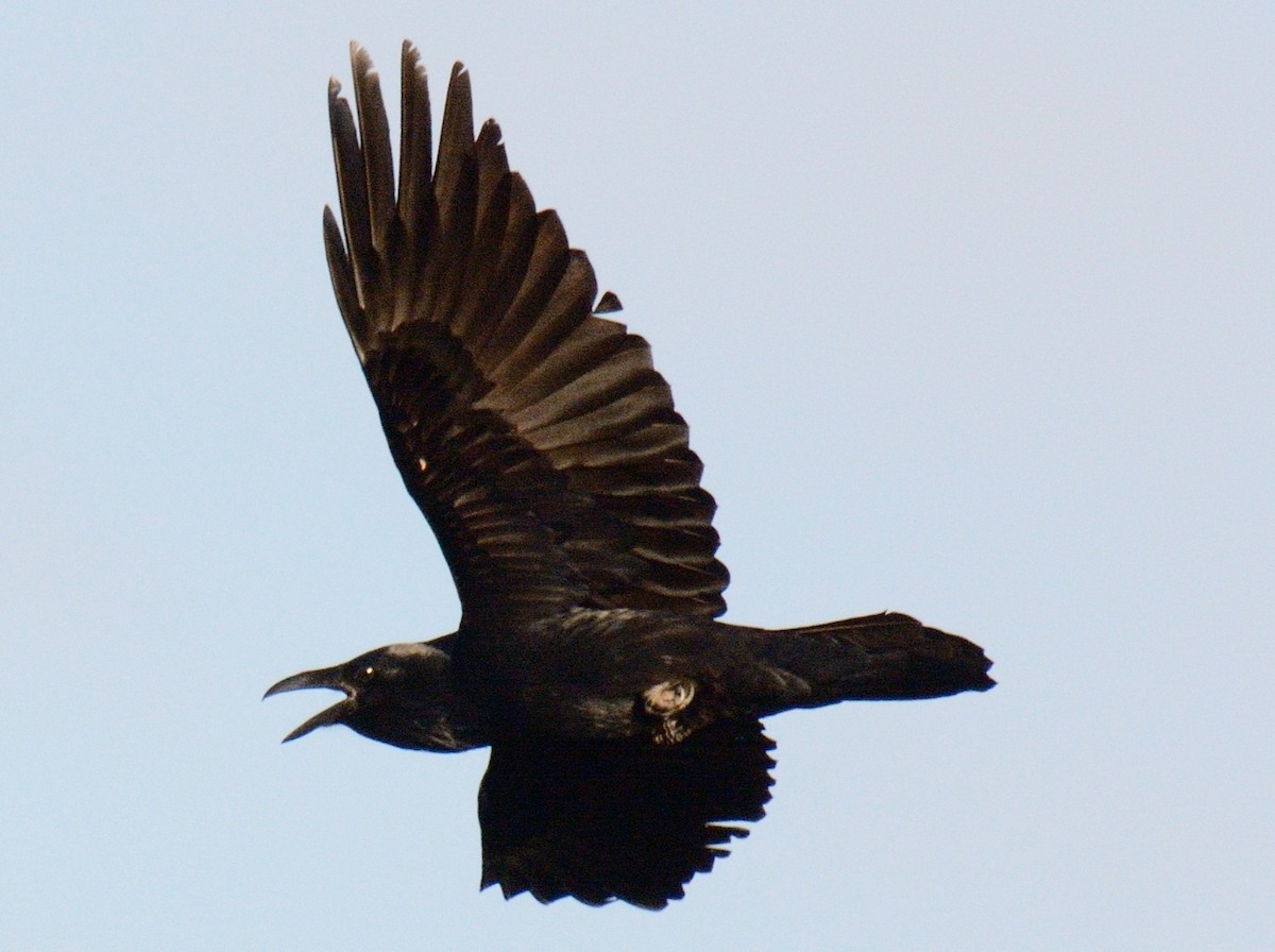 krkavec velký - ML645516149