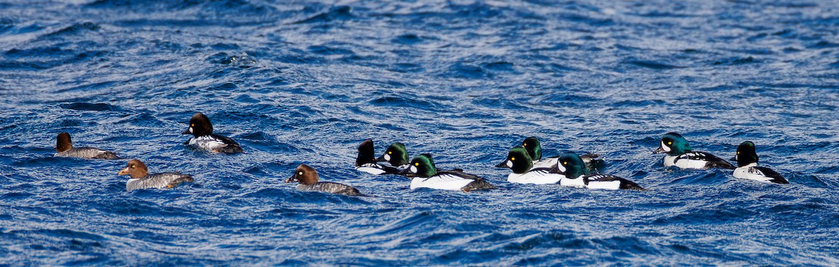 Porrón Islándico - ML645516162