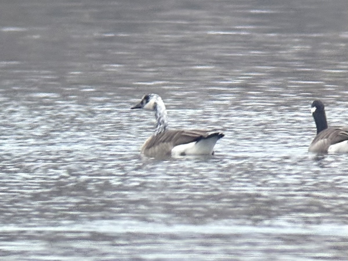 カナダガン - ML645516163