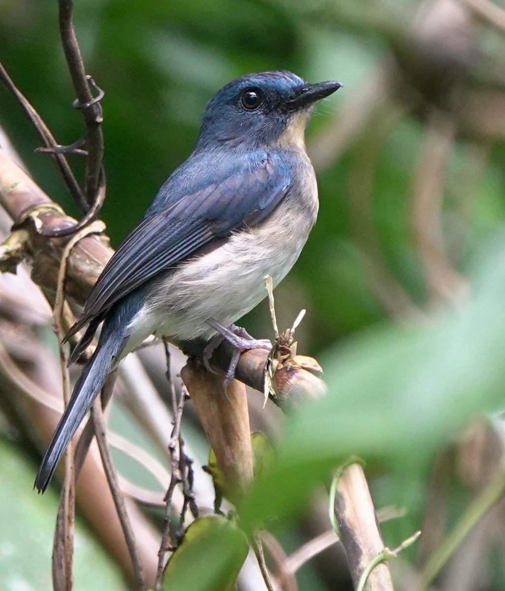 Rufous-breasted Blue Flycatcher - ML645516178