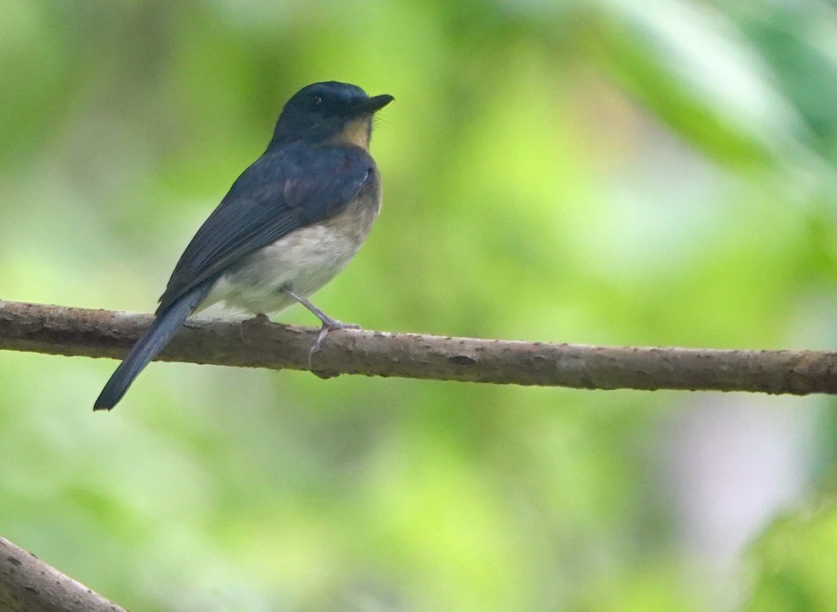 Rufous-breasted Blue Flycatcher - ML645516179