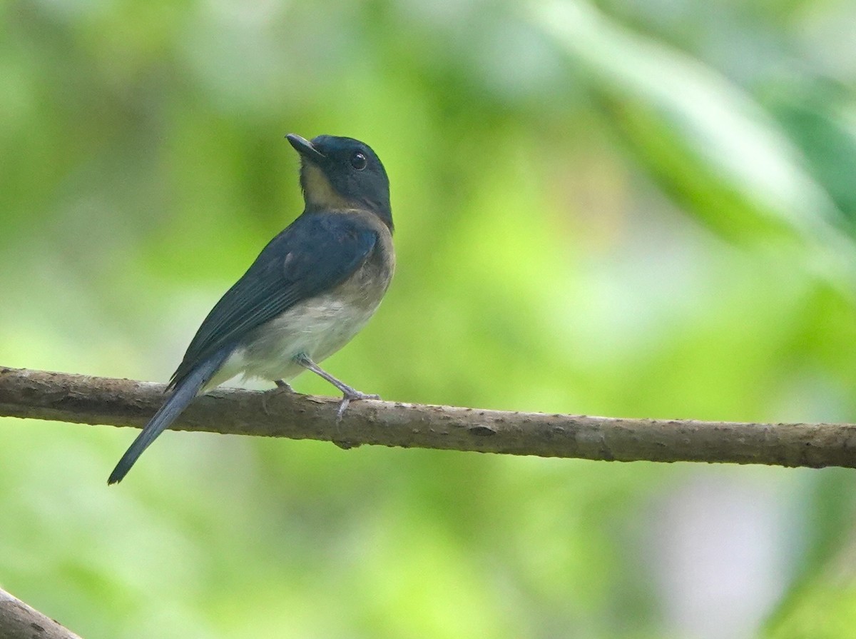 Rufous-breasted Blue Flycatcher - ML645516180