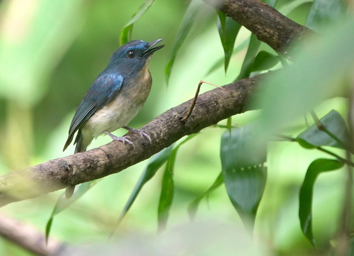 Rufous-breasted Blue Flycatcher - ML645516181