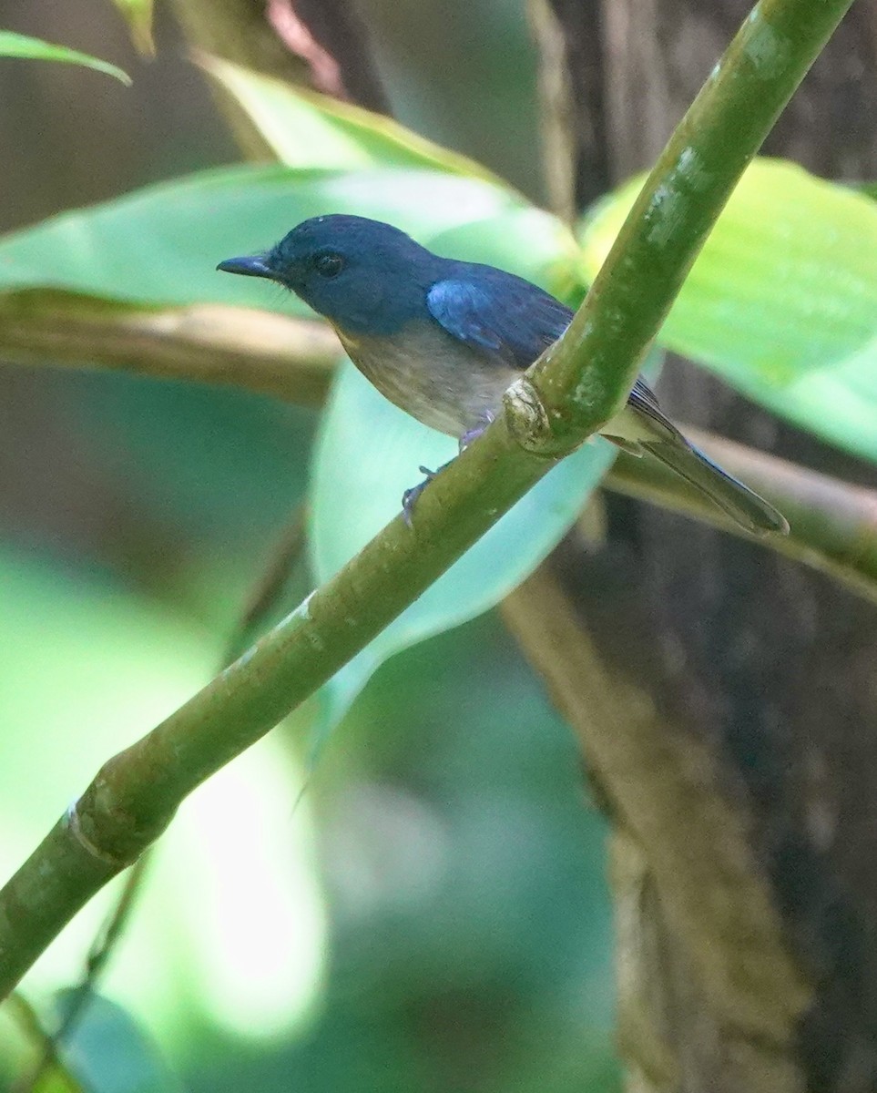Rufous-breasted Blue Flycatcher - ML645516182