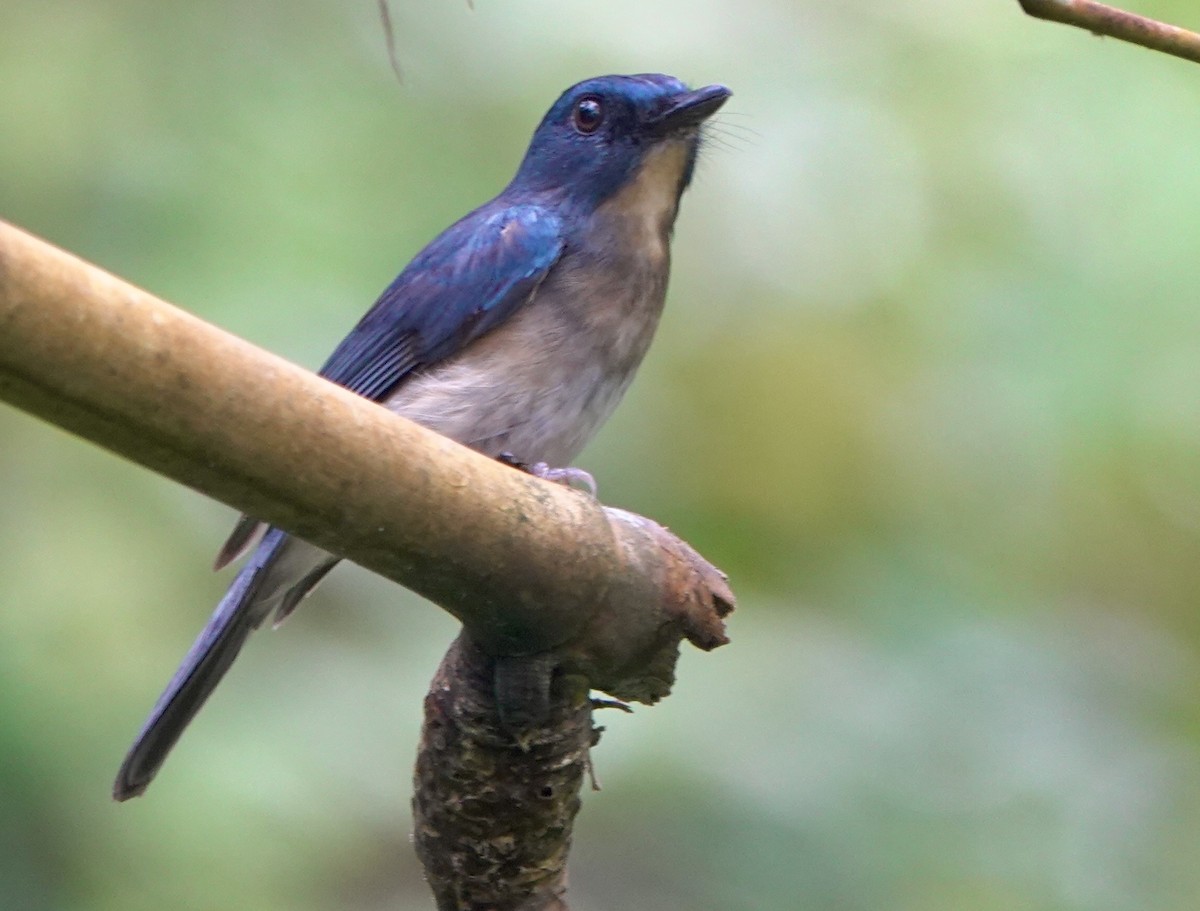 Rufous-breasted Blue Flycatcher - ML645516183