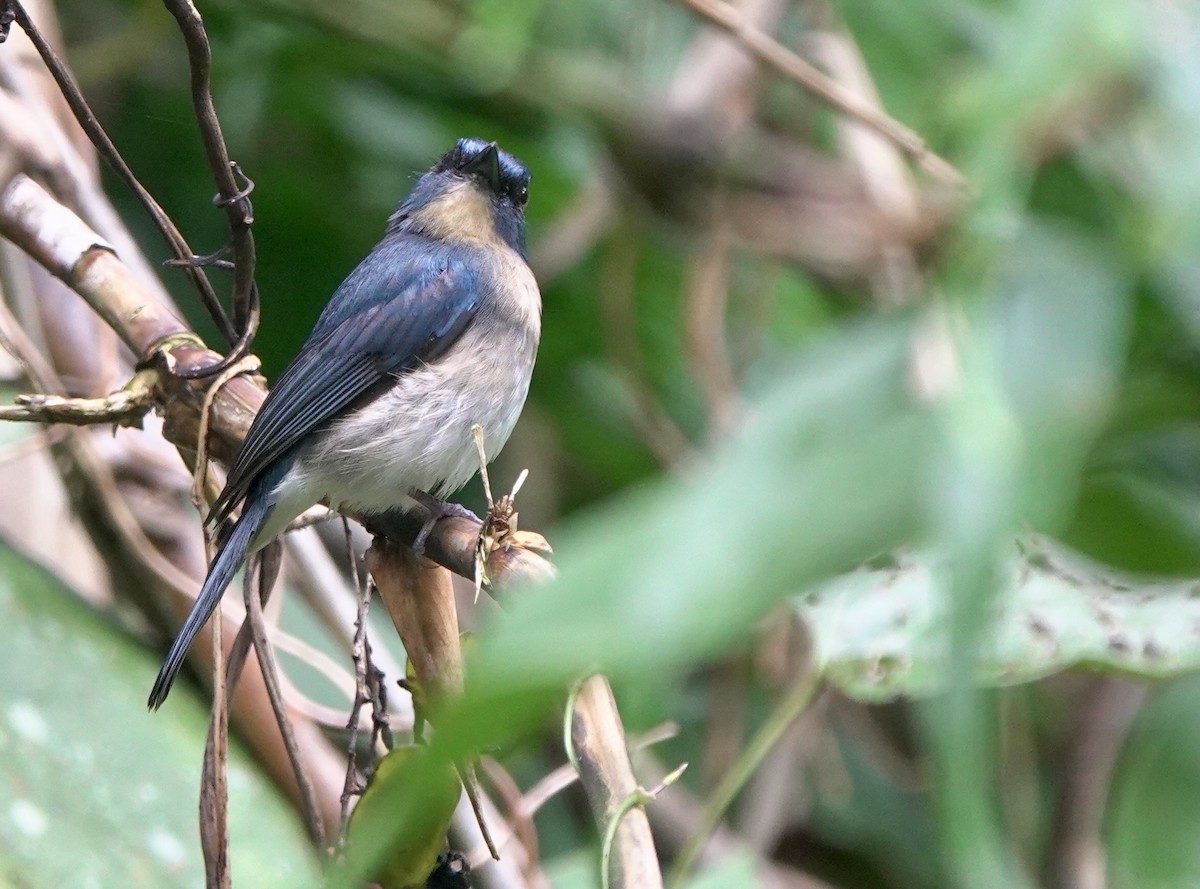 Rufous-breasted Blue Flycatcher - ML645516184