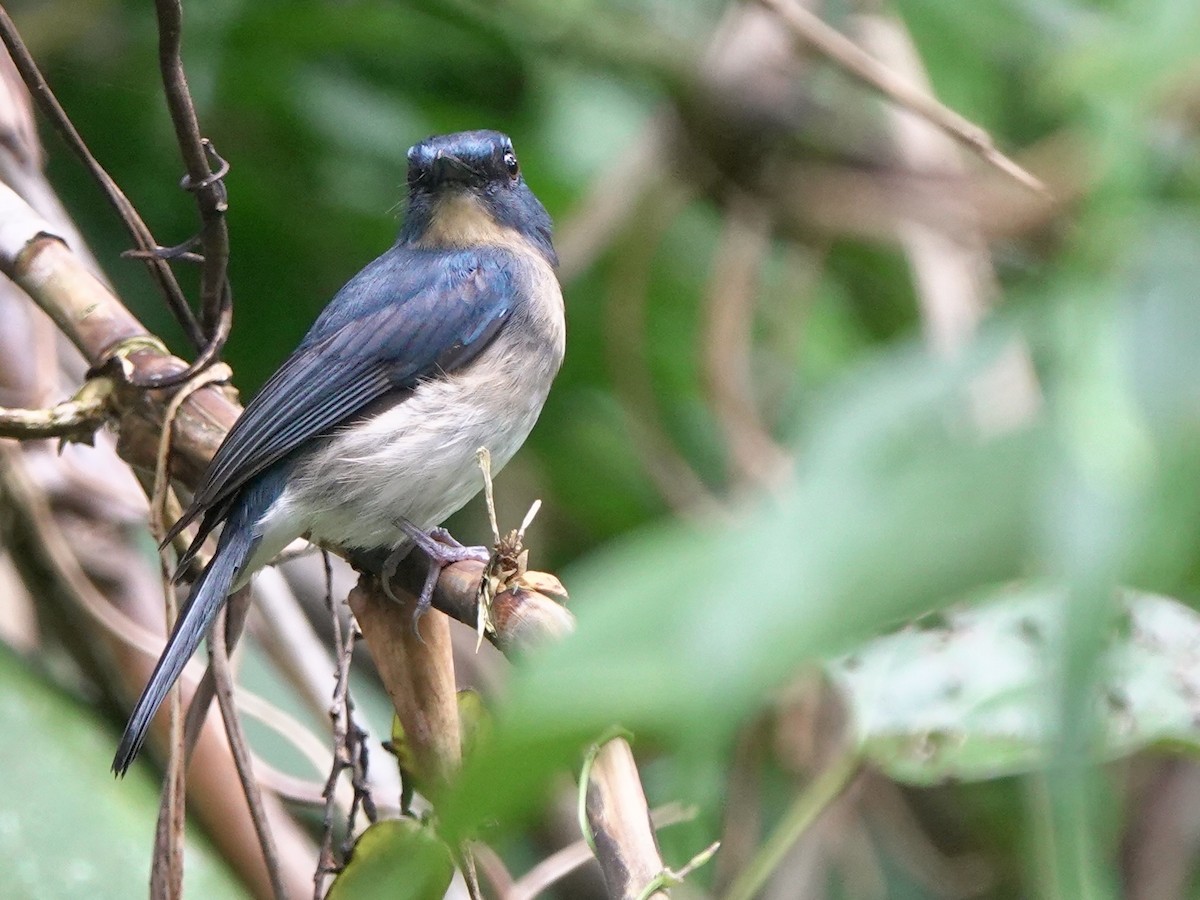 Rufous-breasted Blue Flycatcher - ML645516185