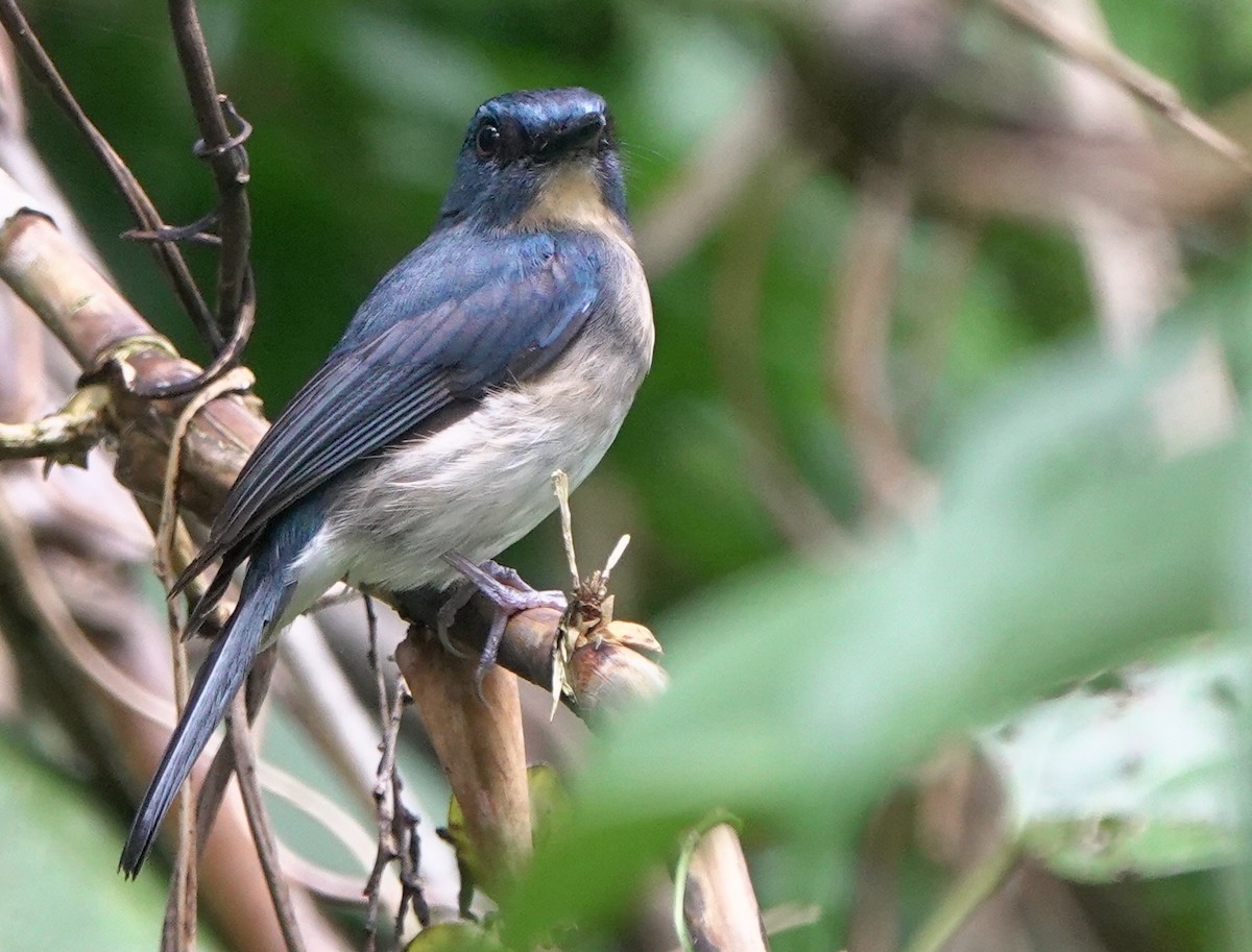 Rufous-breasted Blue Flycatcher - ML645516186