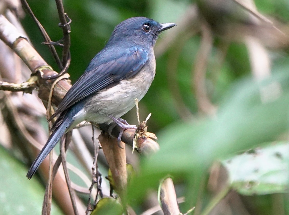 Rufous-breasted Blue Flycatcher - ML645516187