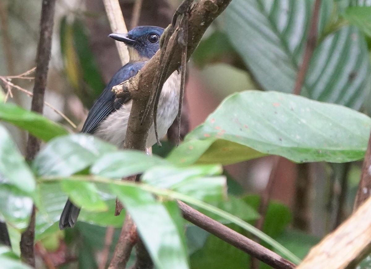 Rufous-breasted Blue Flycatcher - ML645516188