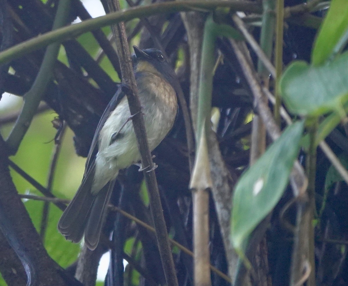 Rufous-breasted Blue Flycatcher - ML645516189