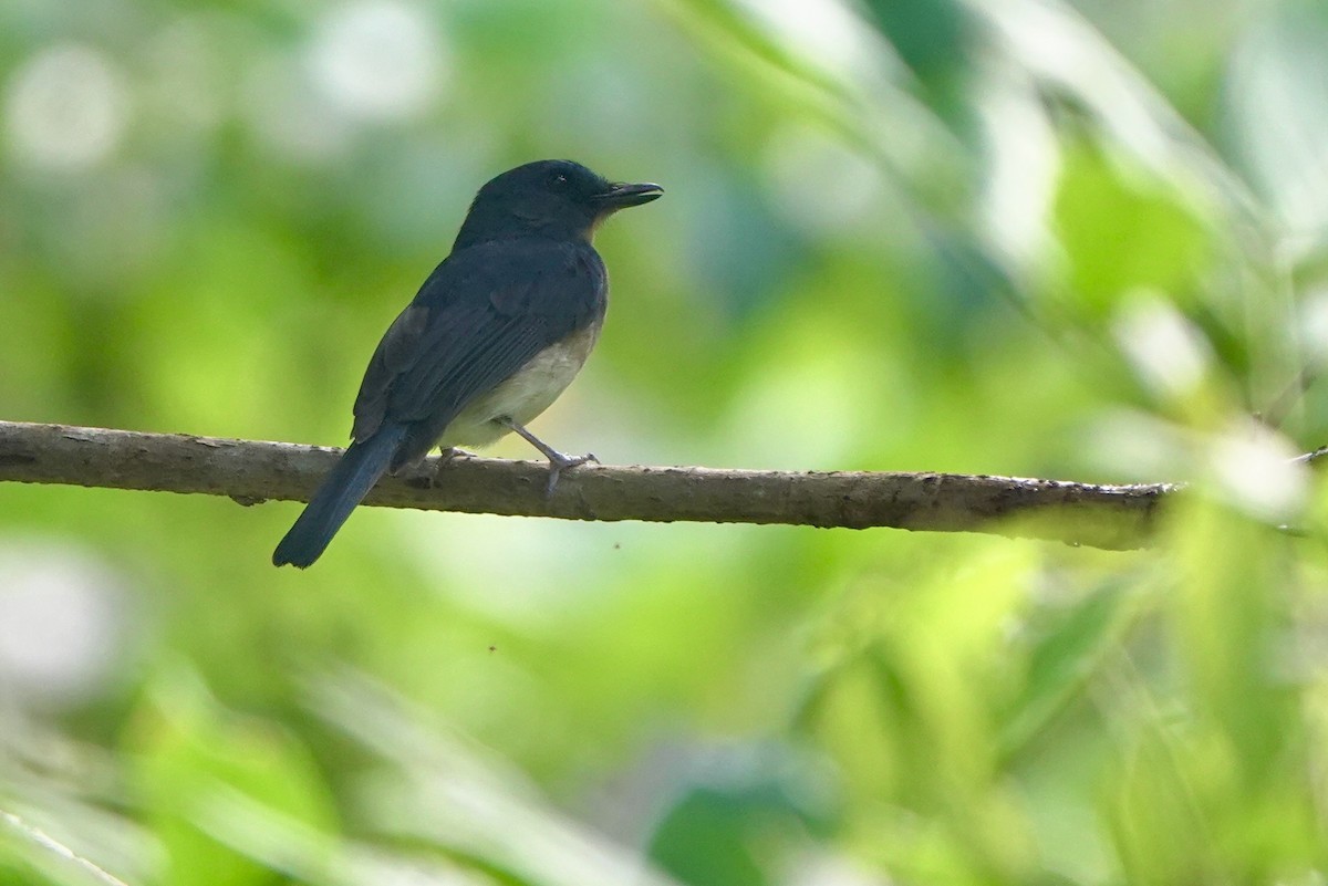 Rufous-breasted Blue Flycatcher - ML645516190