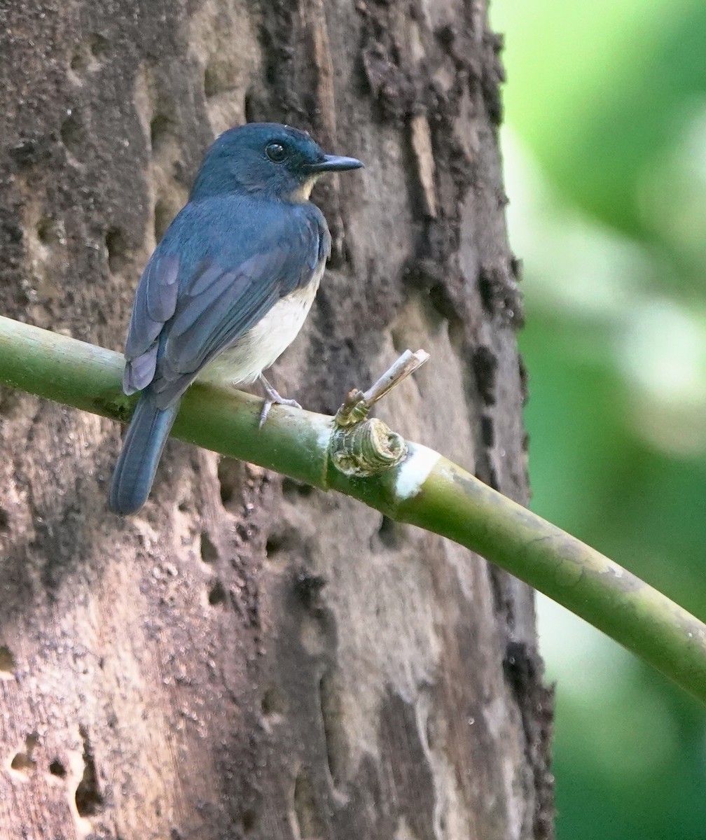 Rufous-breasted Blue Flycatcher - ML645516191