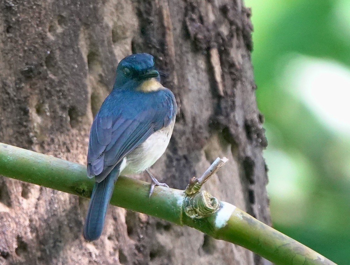 Rufous-breasted Blue Flycatcher - ML645516192