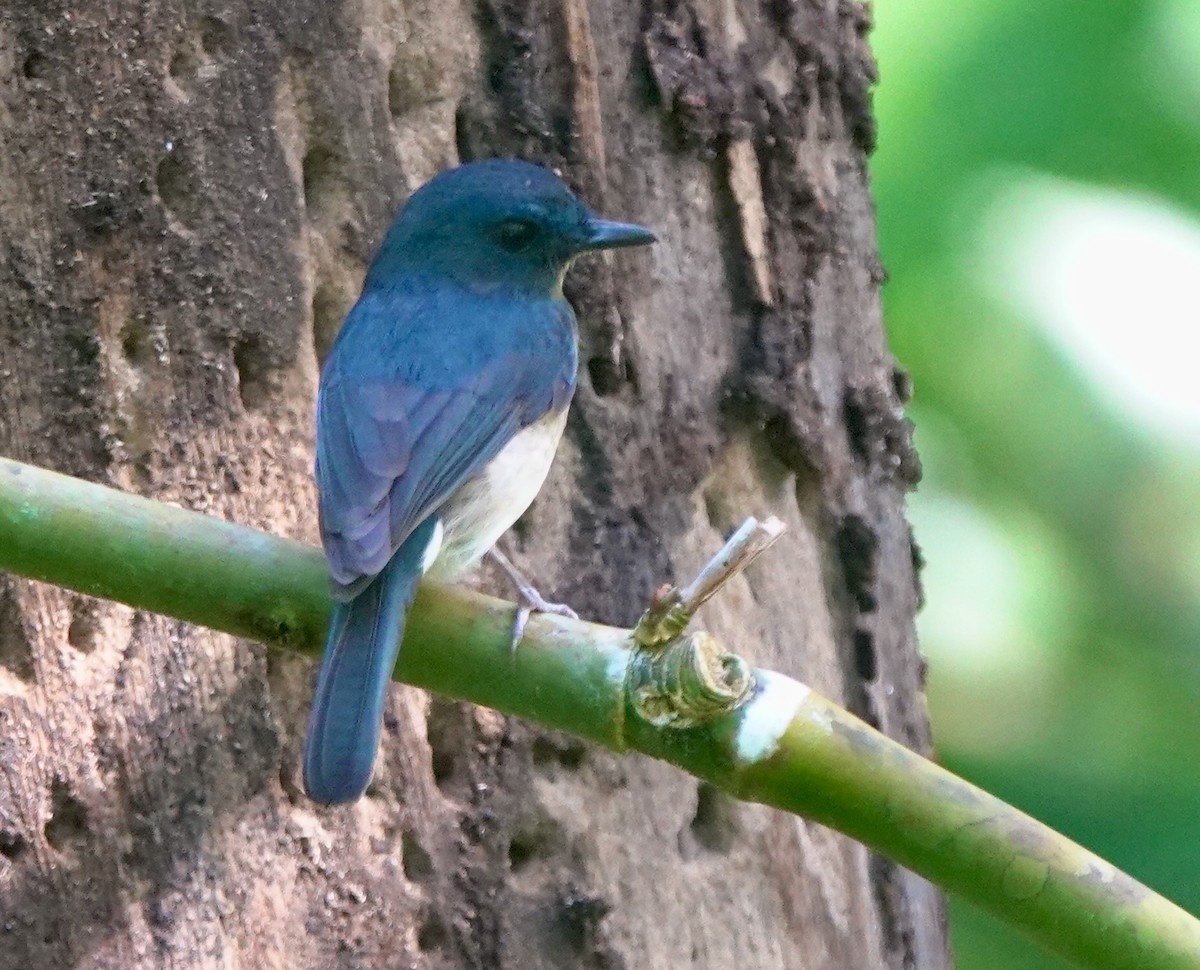 Rufous-breasted Blue Flycatcher - ML645516193