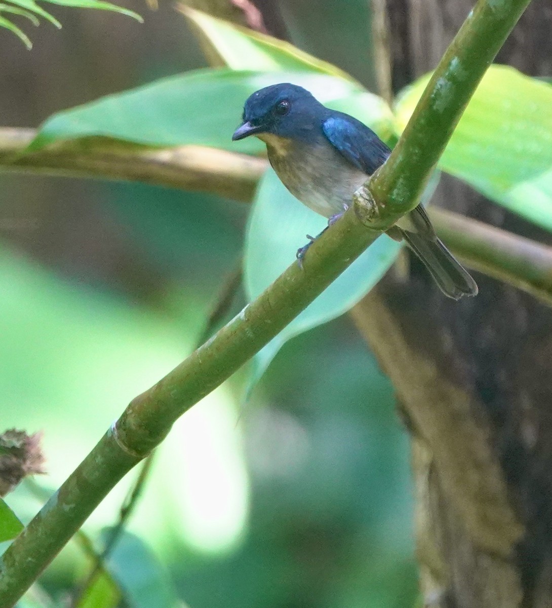 Rufous-breasted Blue Flycatcher - ML645516194