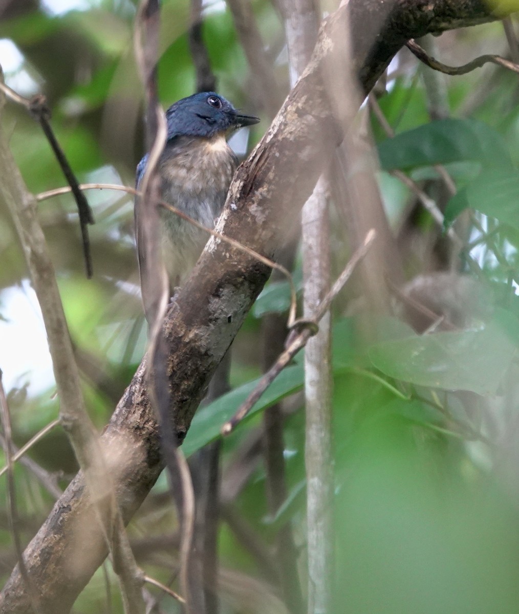 Rufous-breasted Blue Flycatcher - ML645516195