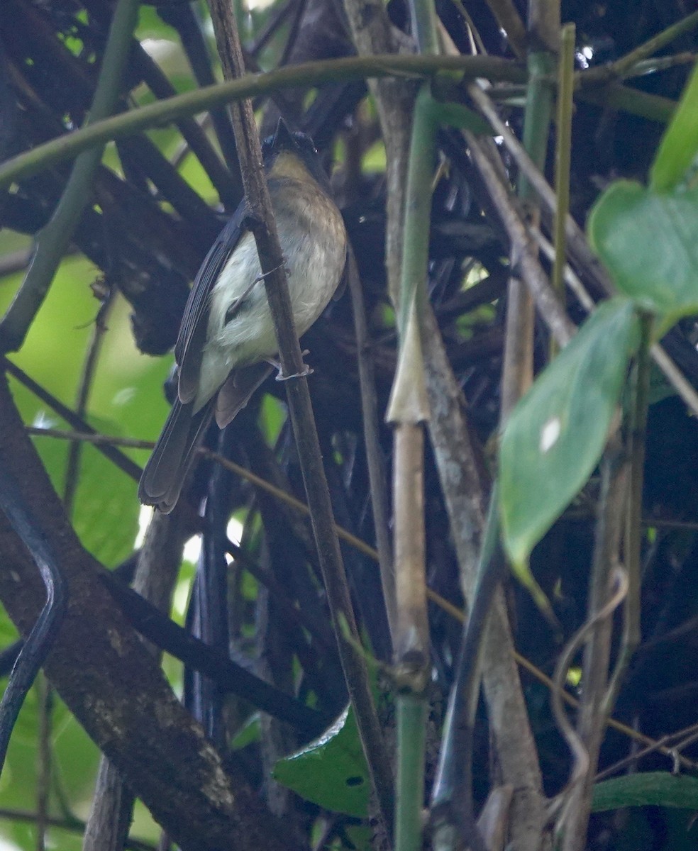 Rufous-breasted Blue Flycatcher - ML645516196