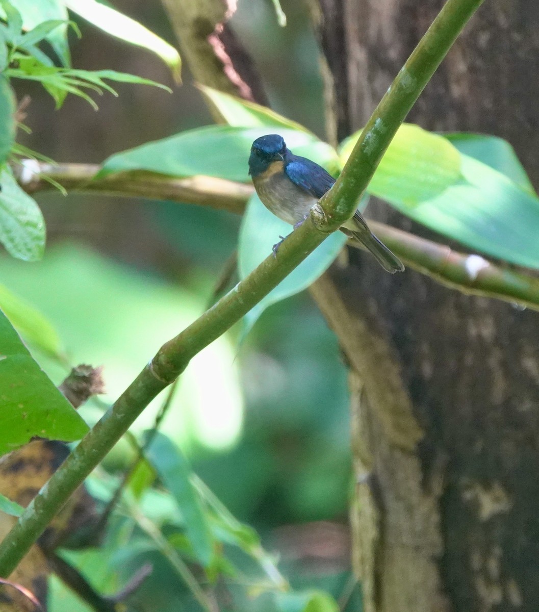 Rufous-breasted Blue Flycatcher - Martin Kennewell