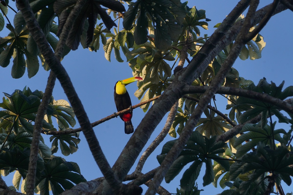 Keel-billed Toucan - ML645516200