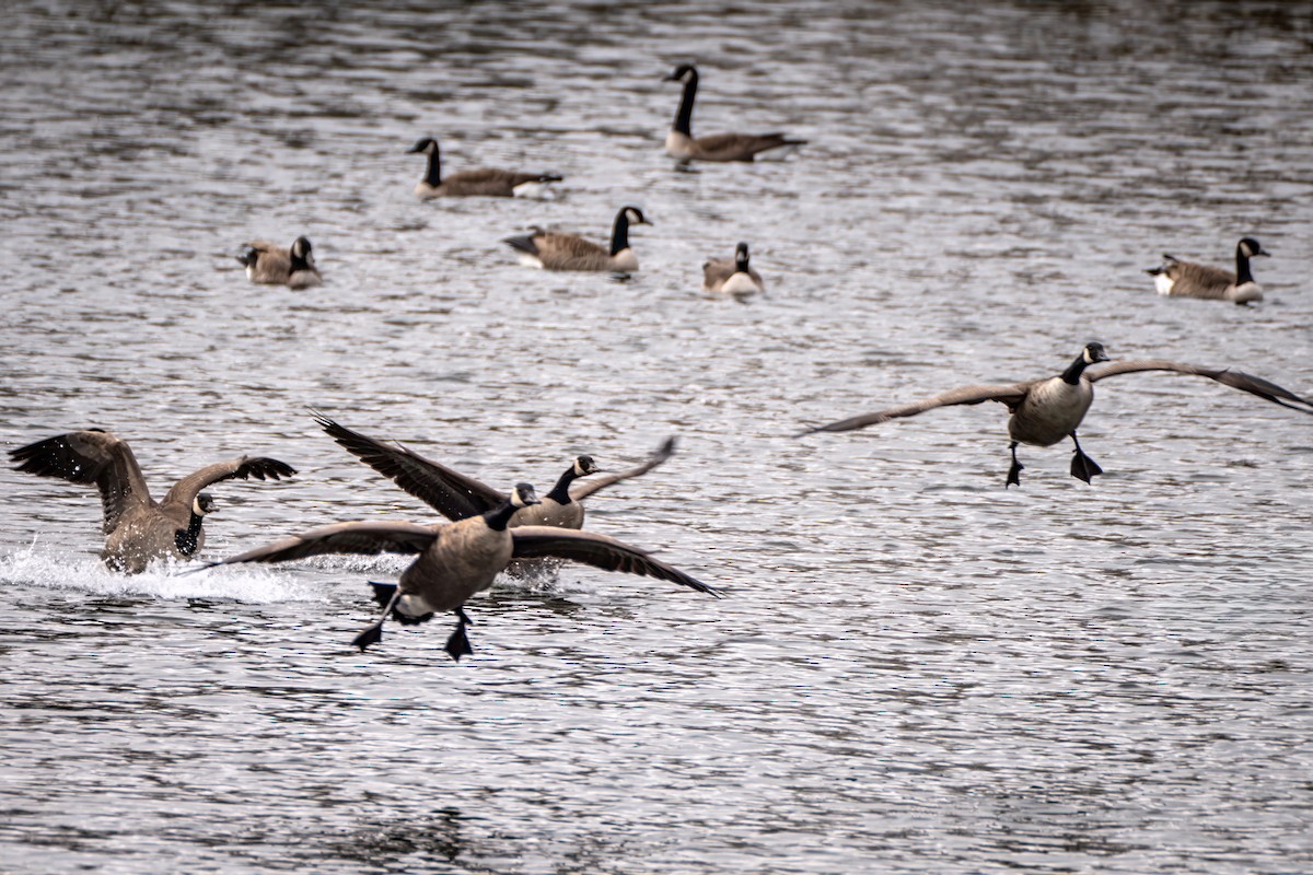カナダガン - ML645516209