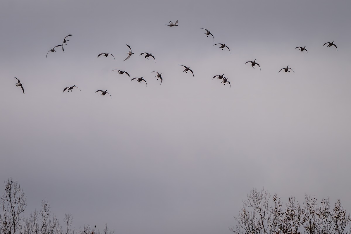 カナダガン - ML645516210