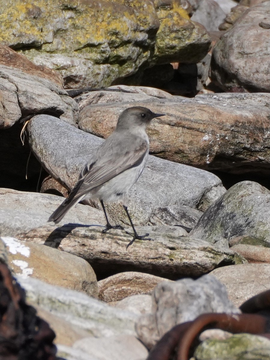 Dark-faced Ground-Tyrant (maclovianus) - ML645516215