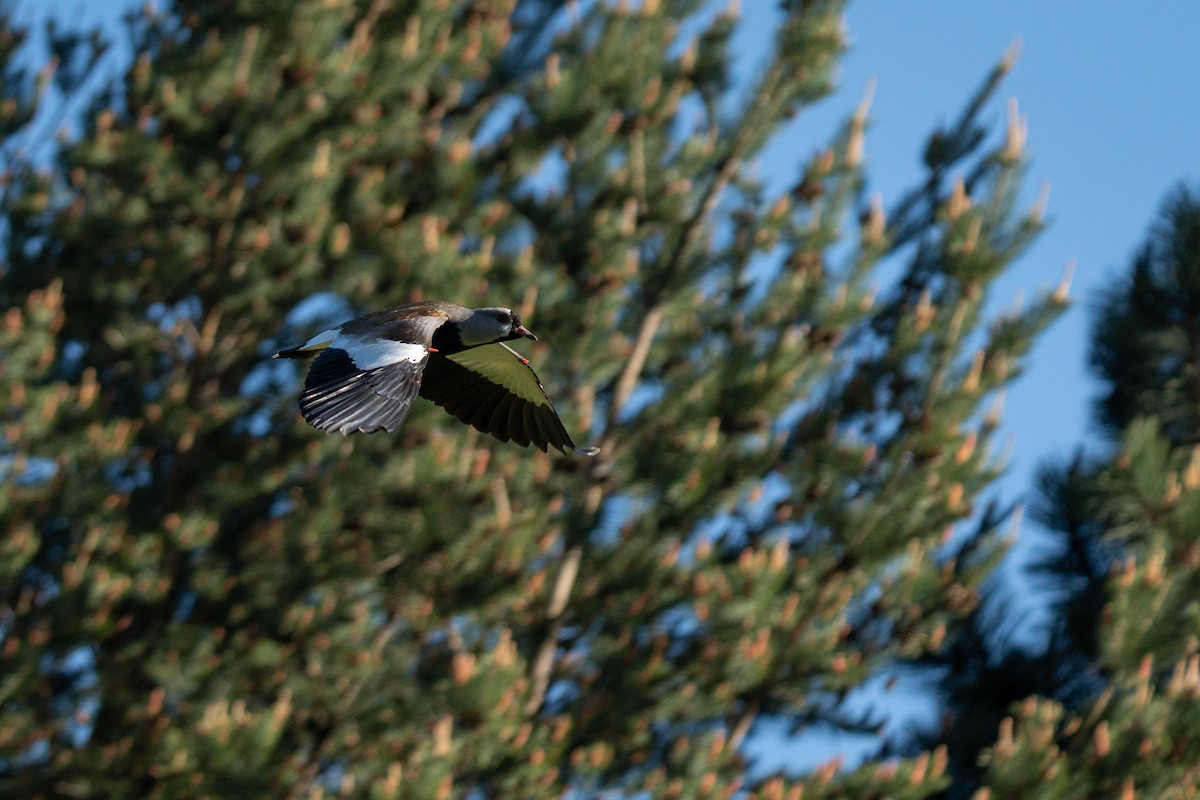 Southern Lapwing - ML645516220