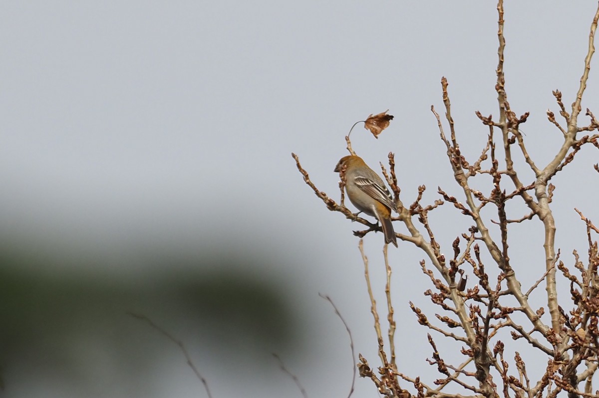 Смеречник тайговий - ML645516221