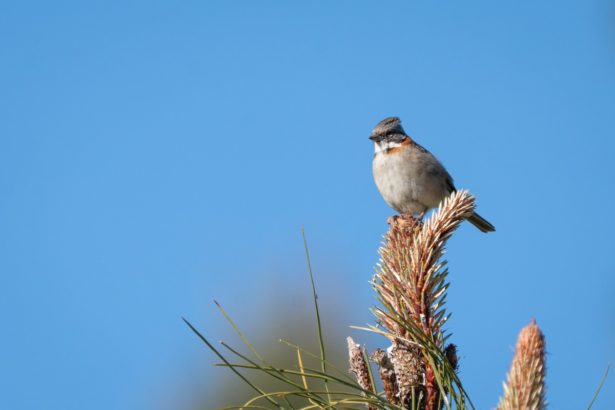 Rufous-collared Sparrow - ML645516225