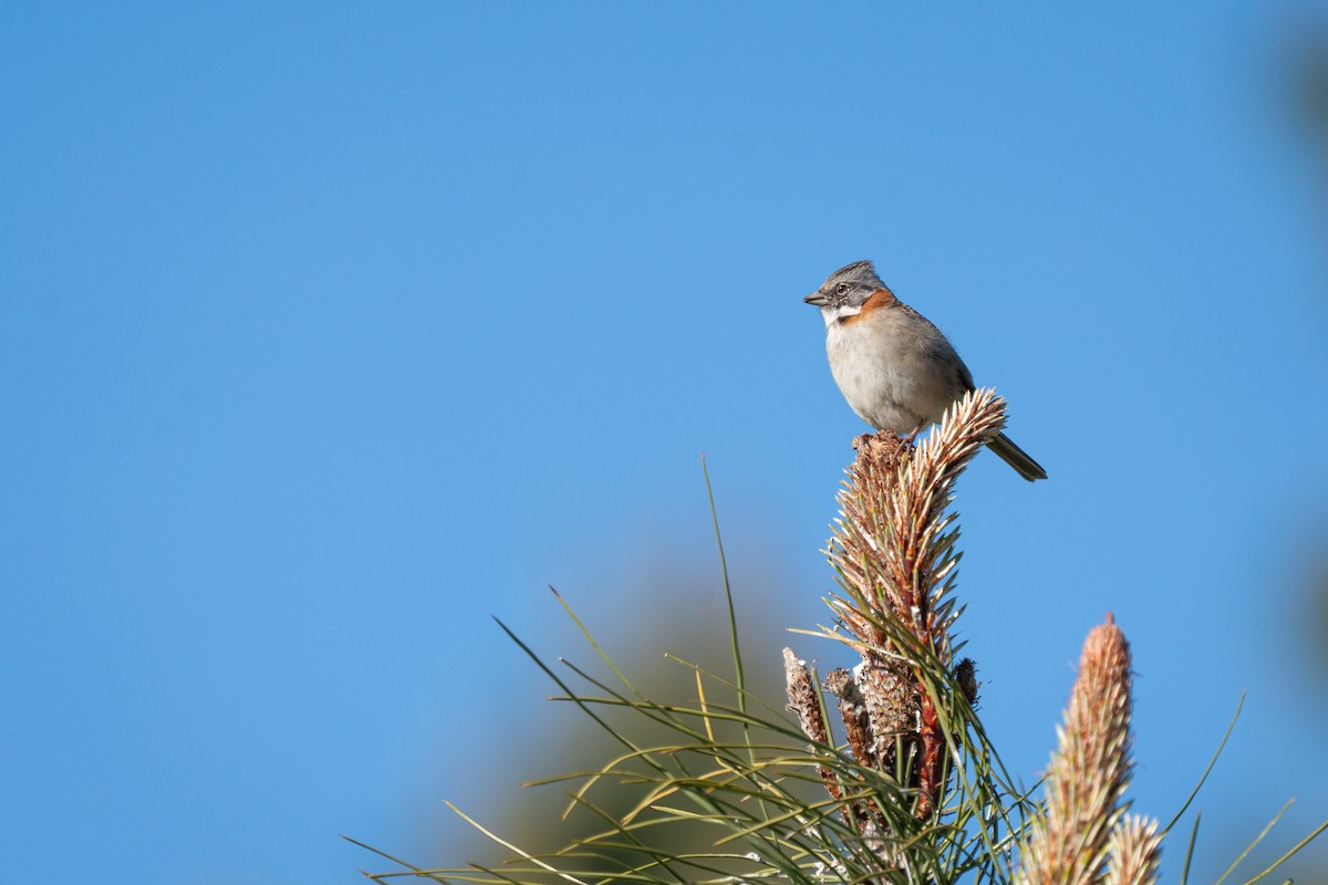 Rufous-collared Sparrow - ML645516226