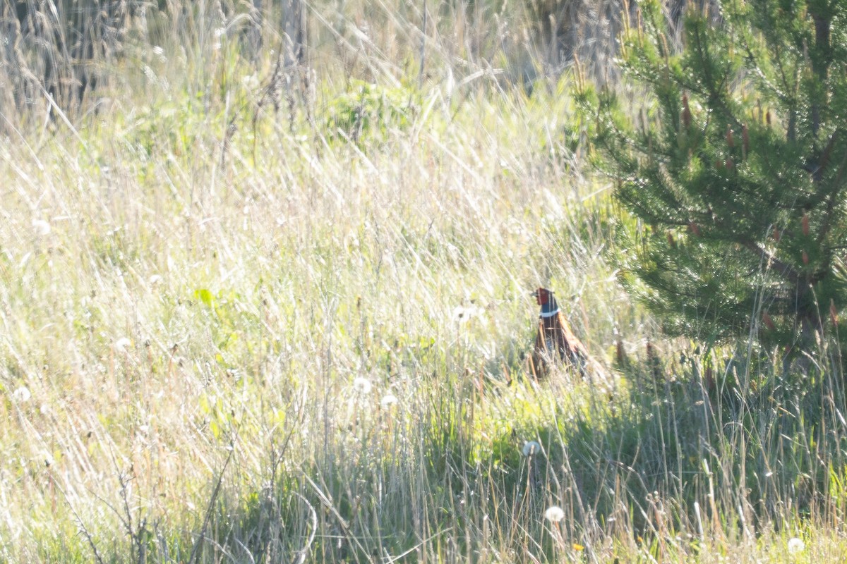 Ring-necked Pheasant - ML645516228
