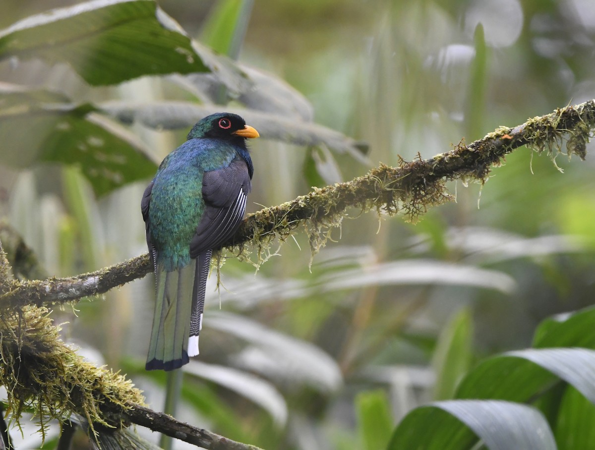 trogon škraboškový - ML645516231